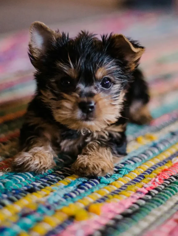 cachorro filhote entenda até quantos meses