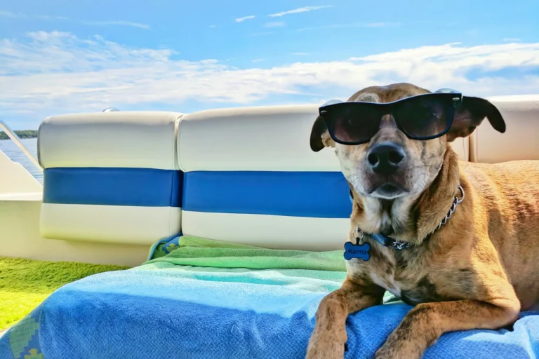 férias com pet como planejar