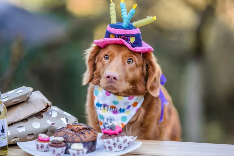 cachorro pode comer chocolate