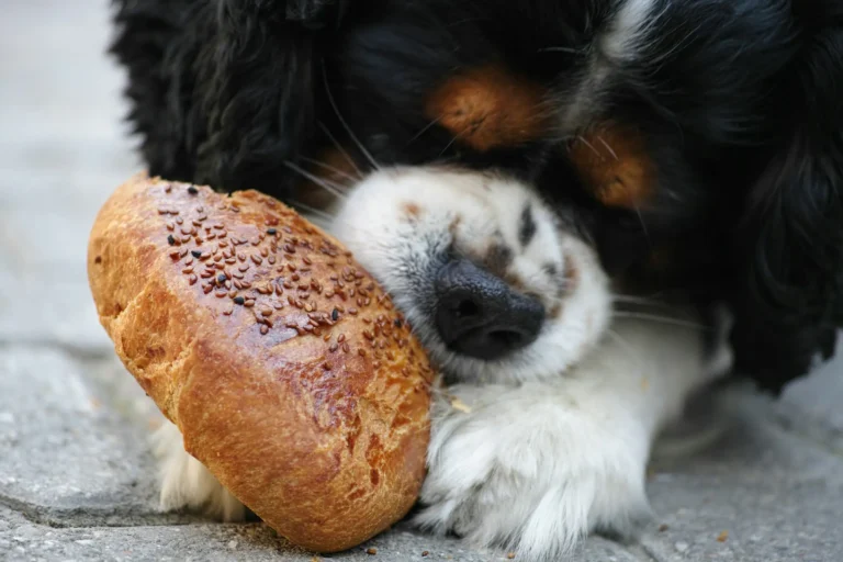 pode dar pão para o cachorro
