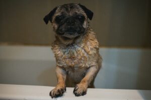 Saiba quantos banhos dar em seus cachorros ao longo do mês.
