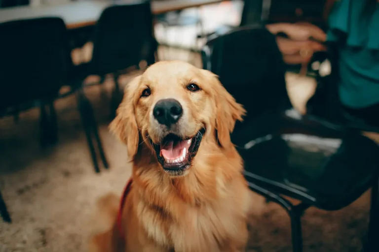 cachorro golden: uma raça muito amada