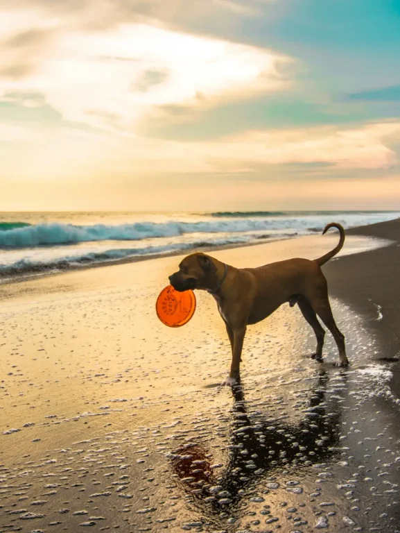 férias com pet