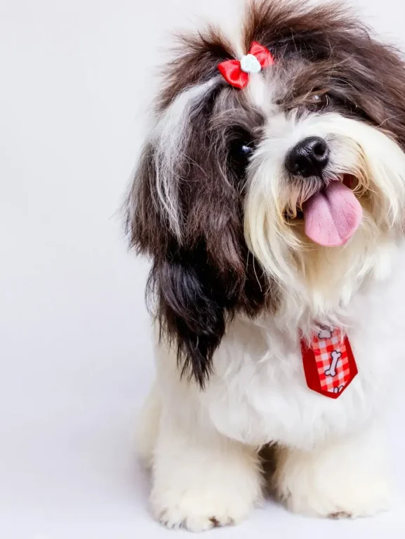 o que preciso saber antes de adotar um cachorro