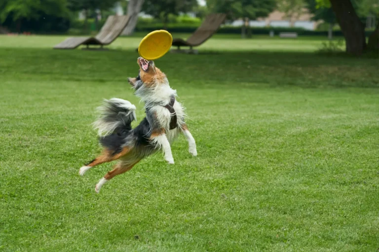 4 dicas para gastar energia do cachorro