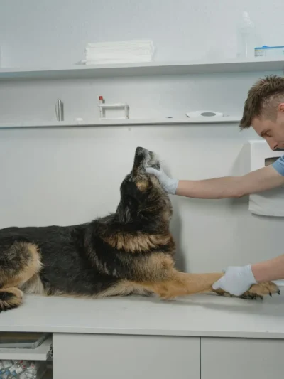 como escolher o melhor veterinário para seu cachorro 4 dicas essenciais