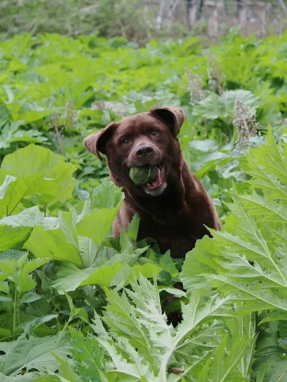 conheça 17 plantas tóxicas para animais de estimação