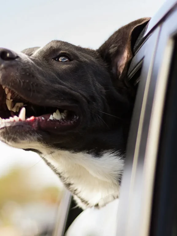 passeio de carro com cachorro quais cuidados adotar