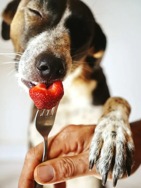 quais frutas o cachorro pode comer