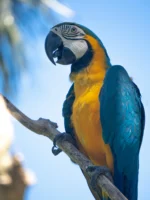 arara azul e amarela empoleirada no galho