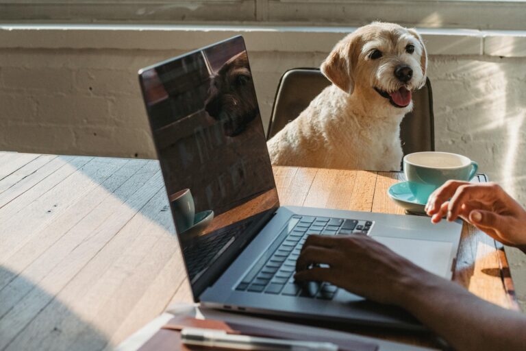 pet grudado em seu tutor evidenciando a ansiedade de separação