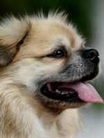 compreenda como a dermatite em cachorro se manifesta nas raças de pelagem longa