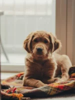 Labrador ou Golden? Saiba escolher a raça ideal para sua família.