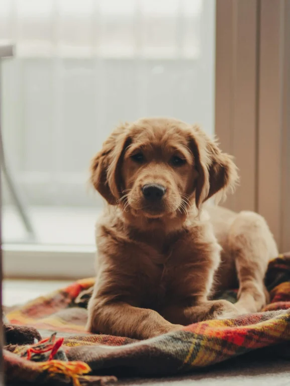 Labrador ou Golden? Saiba escolher a raça ideal para sua família.