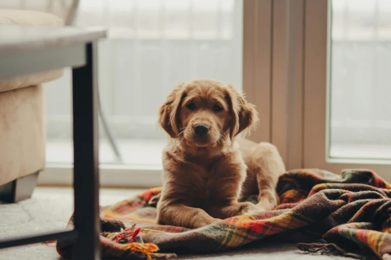 Labrador ou Golden? Saiba escolher a raça ideal para sua família.